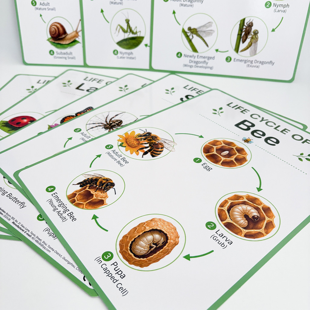 8 Pósters Educativos sobre el  - Kids Educational Posters reseña y precio